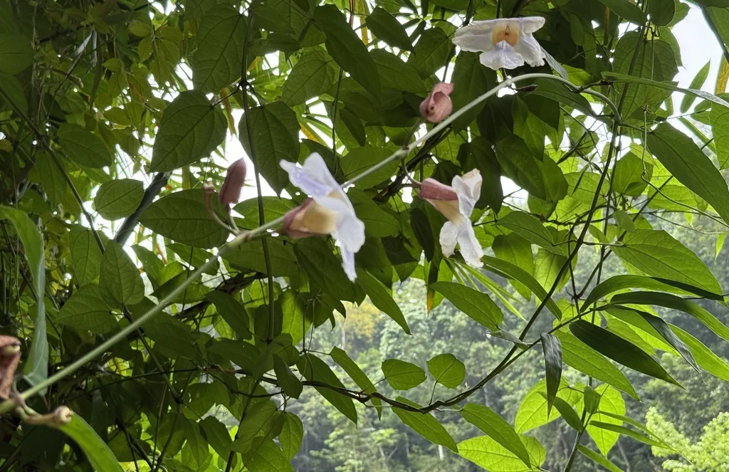 Thunbergia Grandiflora