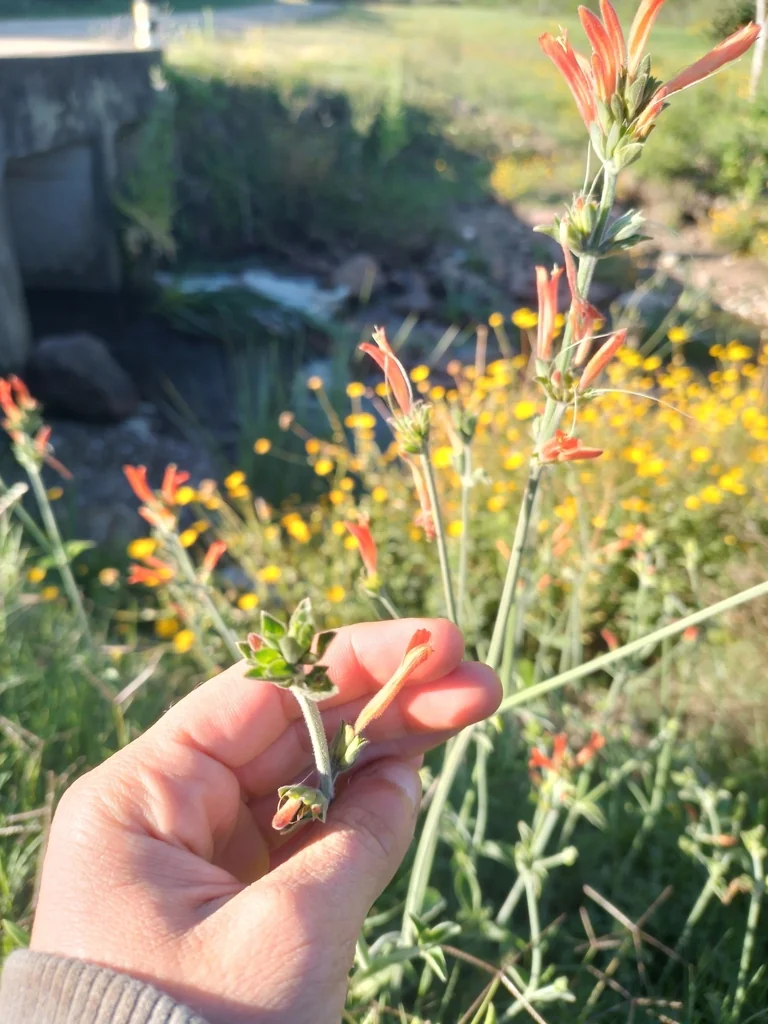 Dicliptera Suberecta