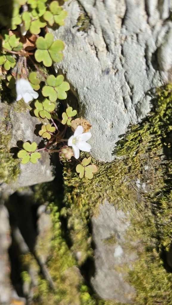 Oxalis Magellanica