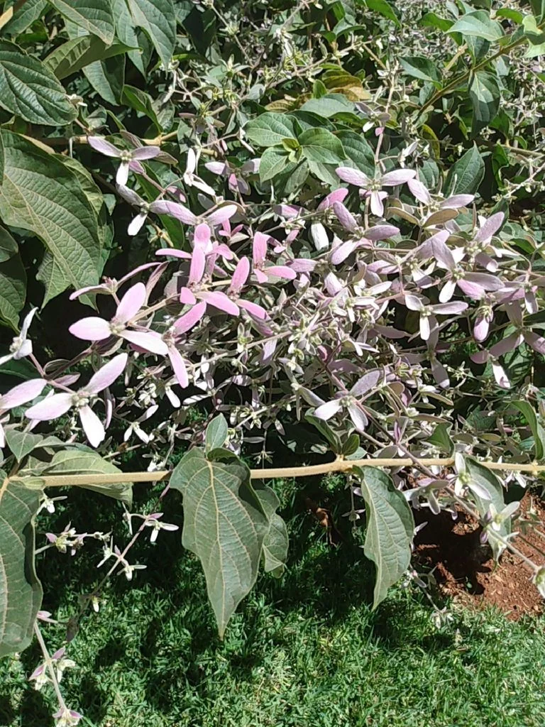 Petrea Volubilis