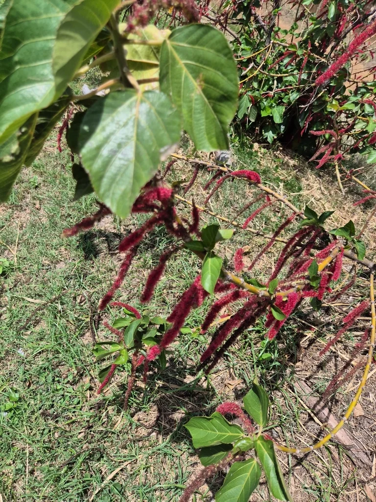 Acalypha hispida