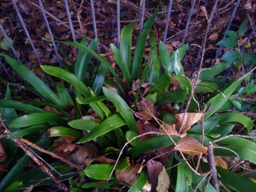 Clivia Miniata