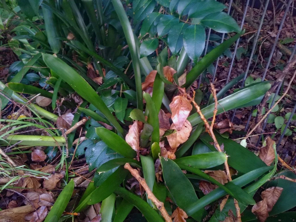 Clivia Miniata