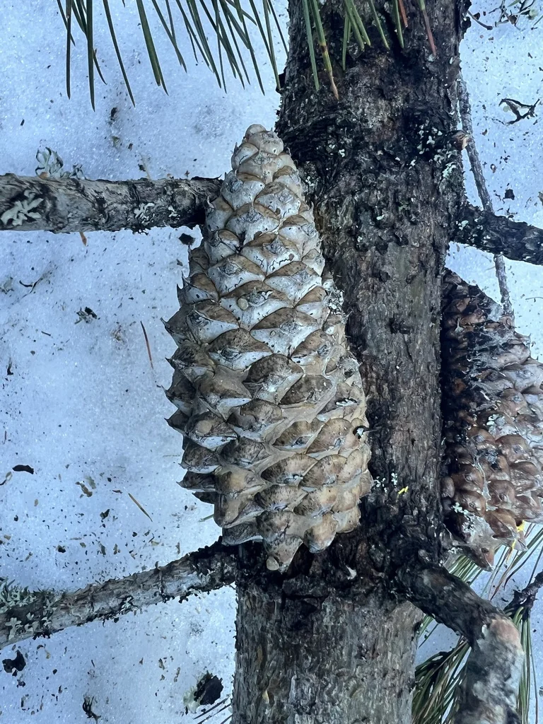 Pinus Attenuata