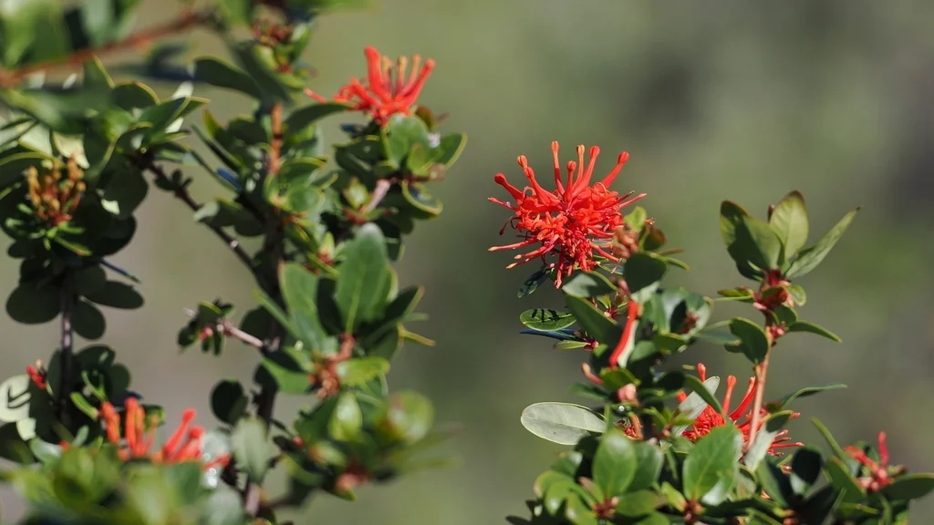 Embothrium Coccineum