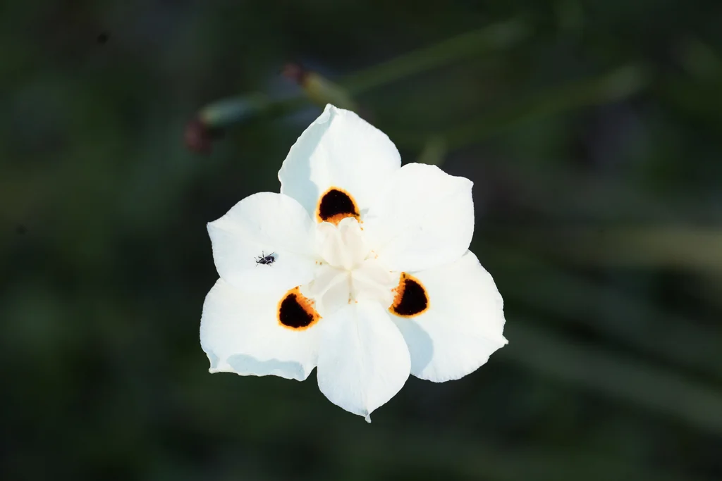 Dietes Bicolor