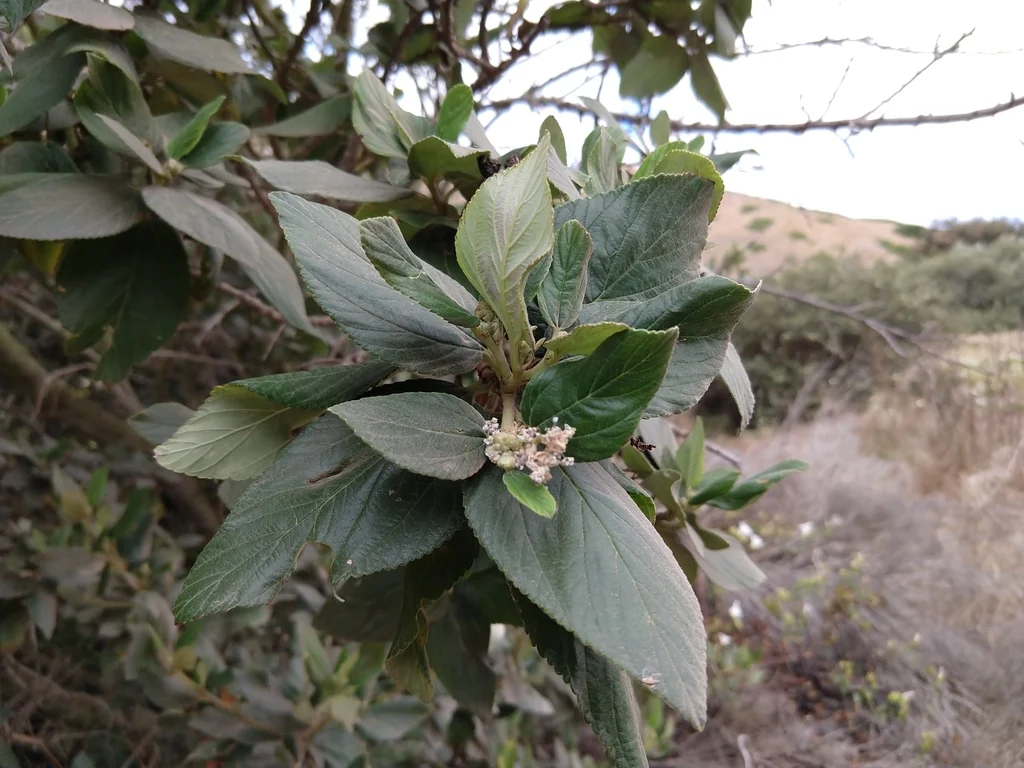 Ceanothus Arboreus