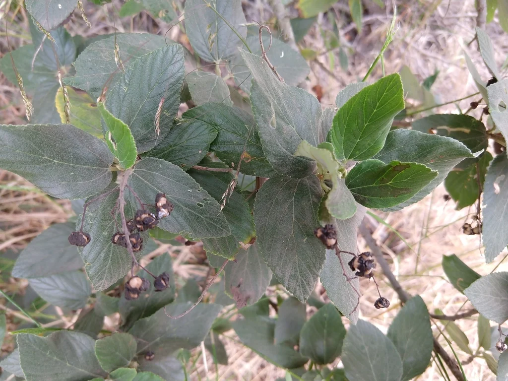 Ceanothus Arboreus