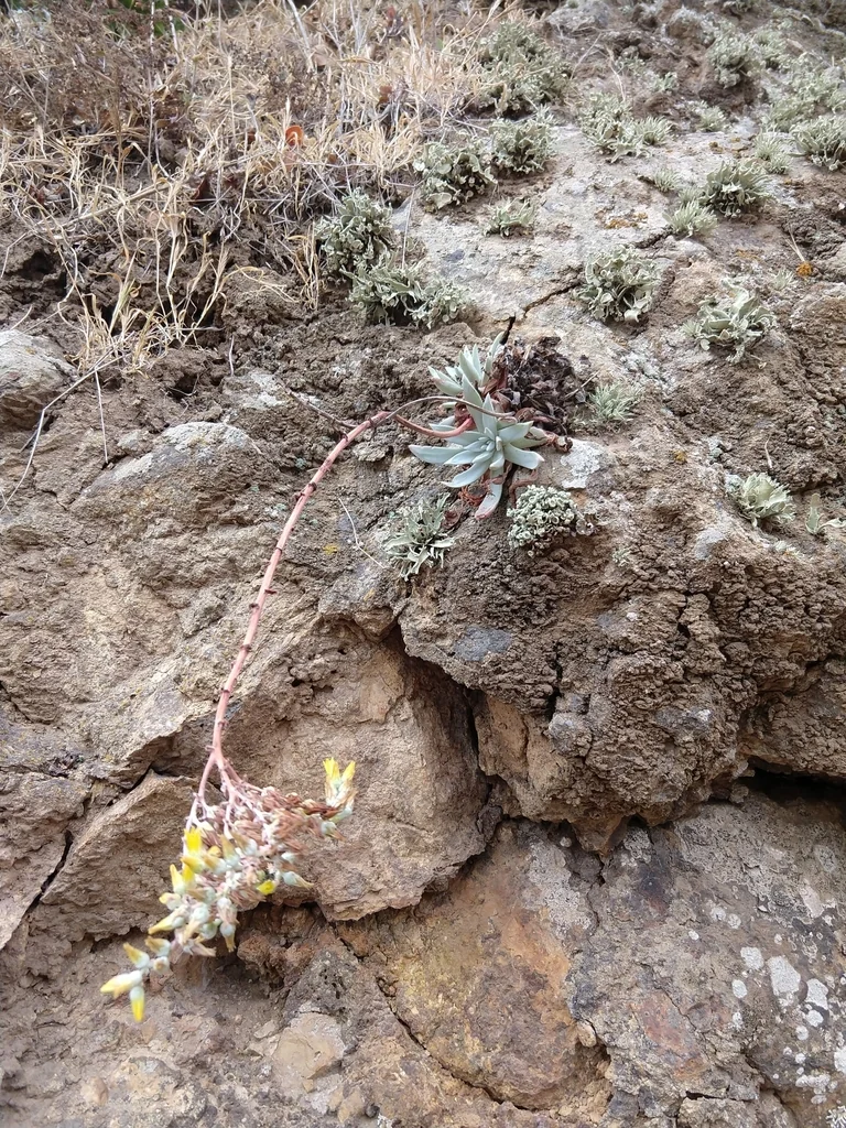 Dudleya Greenei