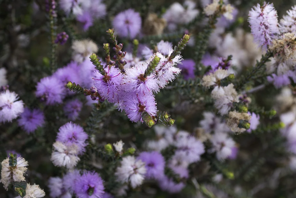 Melaleuca Gibbosa