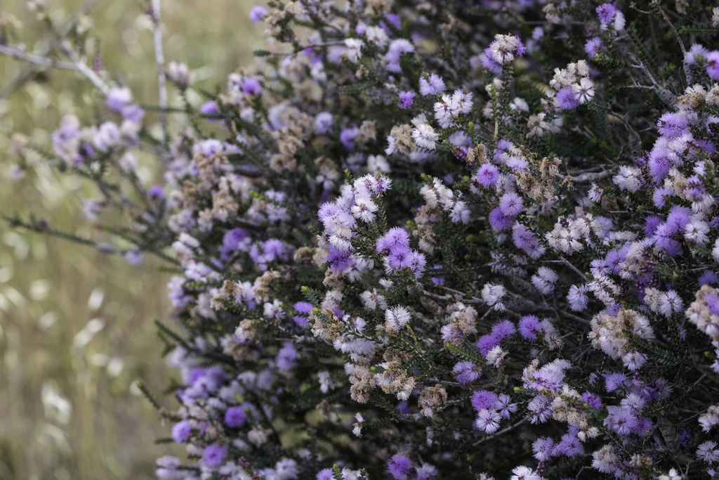 Melaleuca Gibbosa