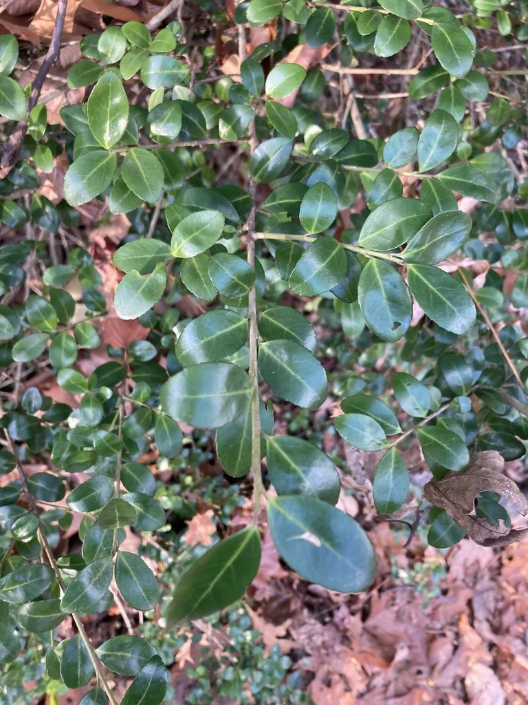 Ilex crenata