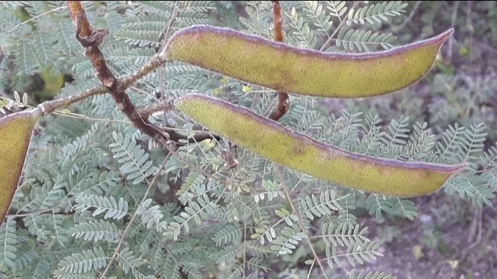 Caesalpinia Gilliesii