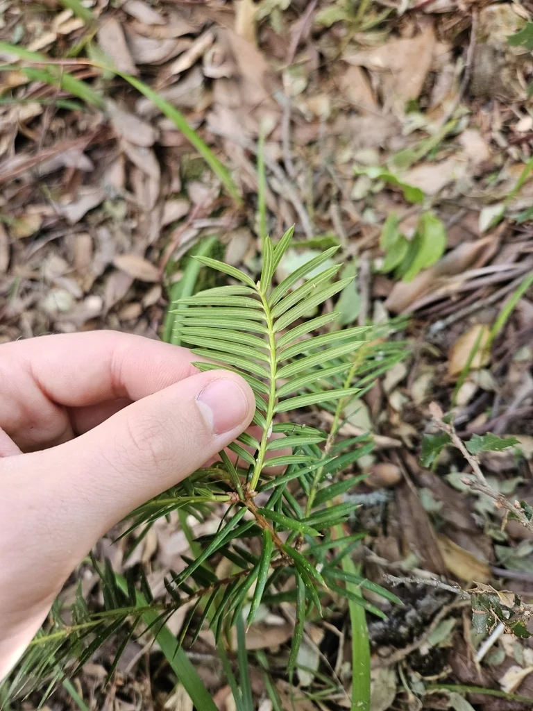 Torreya Californica