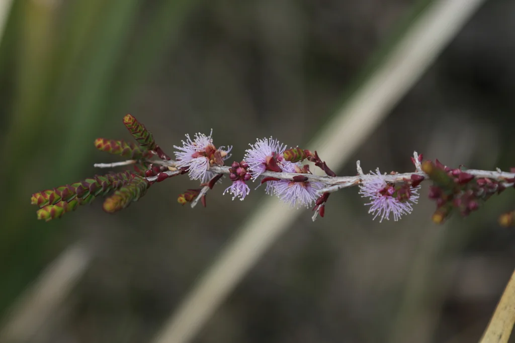Melaleuca Gibbosa