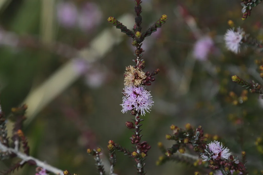 Melaleuca Gibbosa