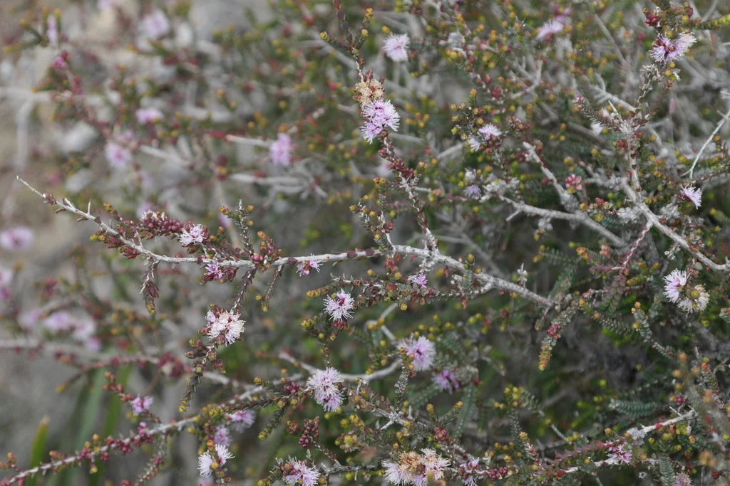 Melaleuca Gibbosa