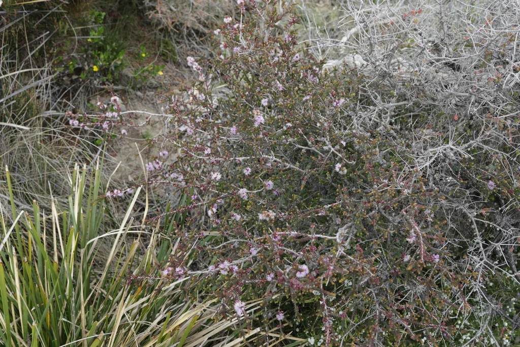 Melaleuca Gibbosa