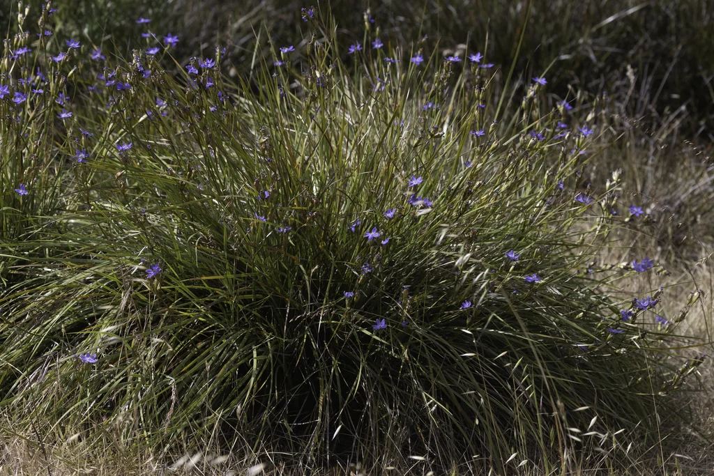 Orthrosanthus Multiflorus