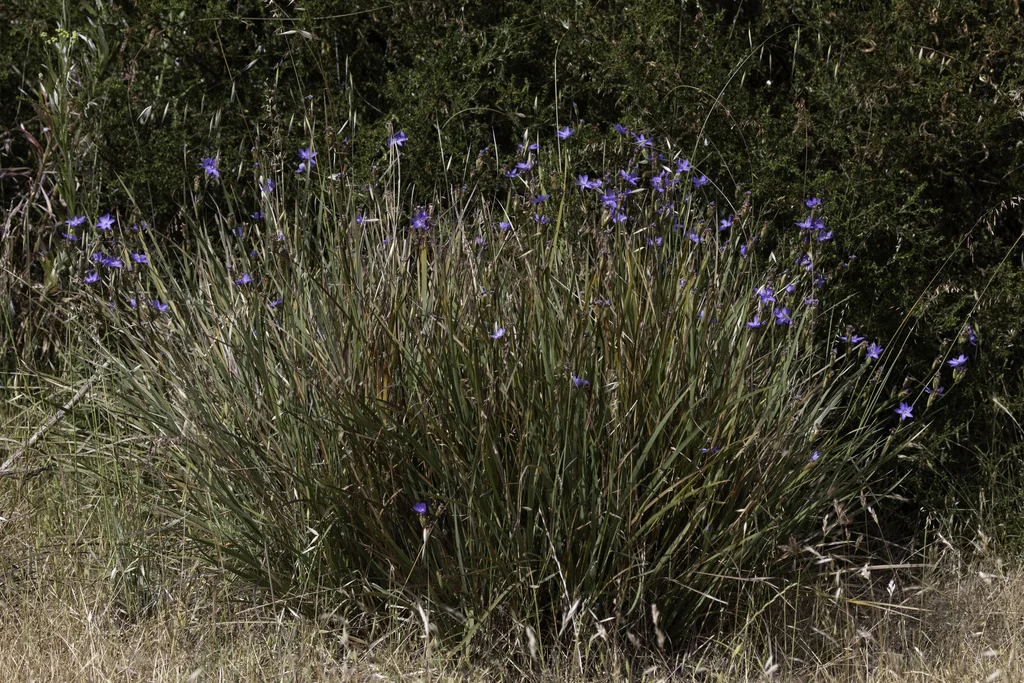 Orthrosanthus Multiflorus