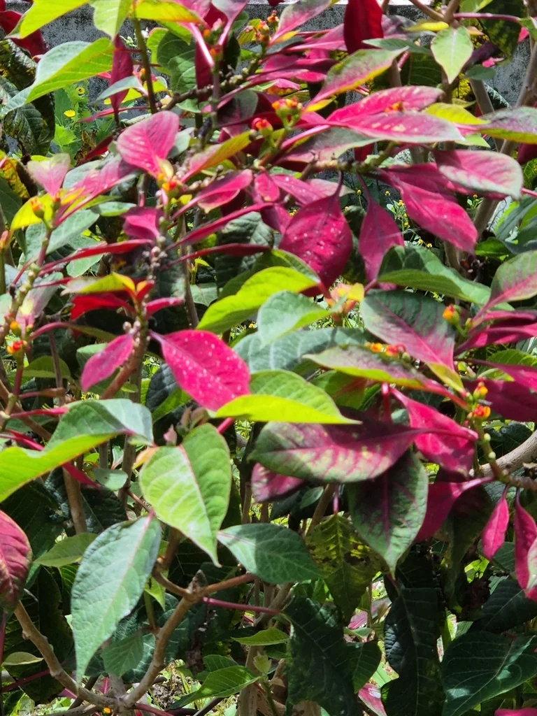 Euphorbia Pulcherrima