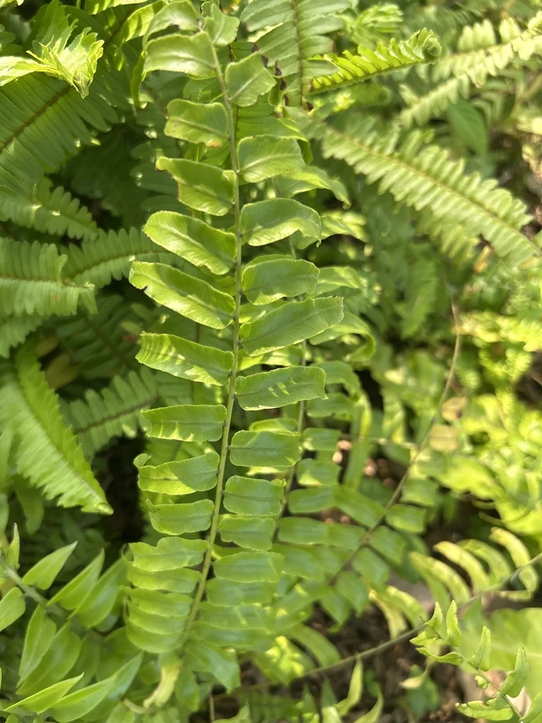 Nephrolepis biserrata
