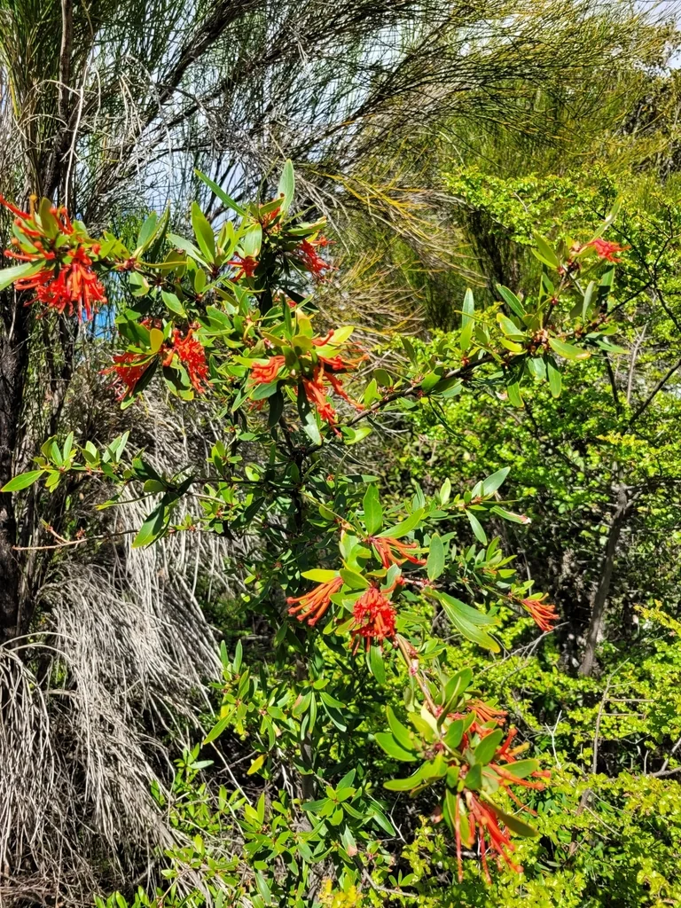 Embothrium Coccineum