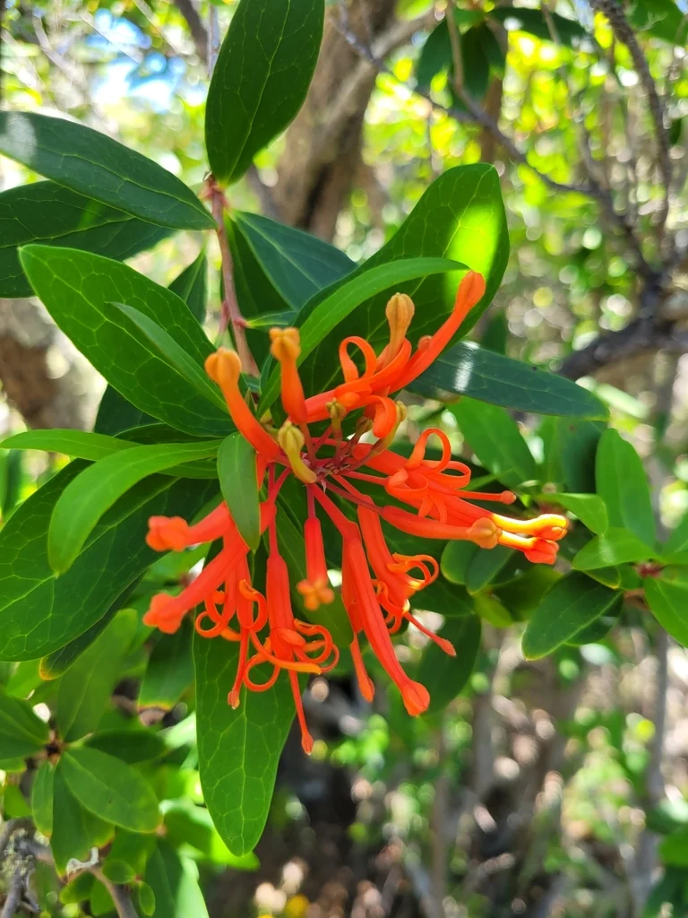 Embothrium Coccineum