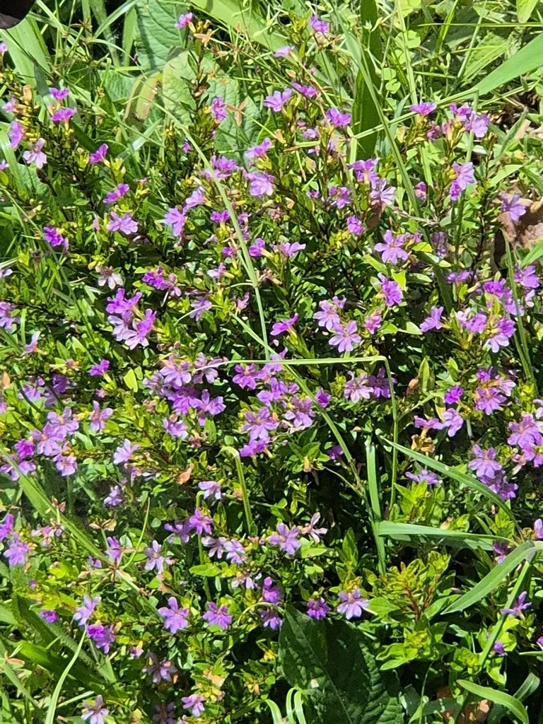 Cuphea Hyssopifolia
