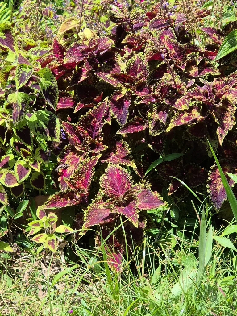 Coleus scutellarioides