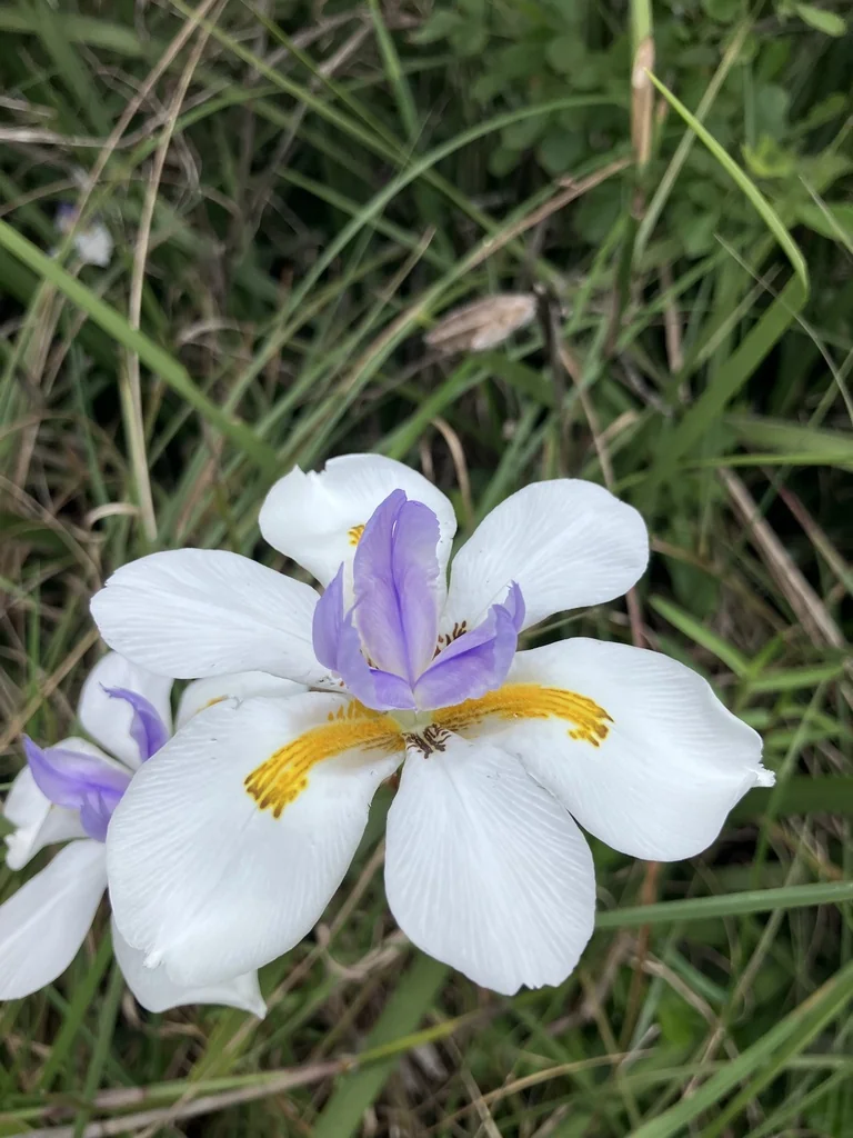 Dietes Grandiflora