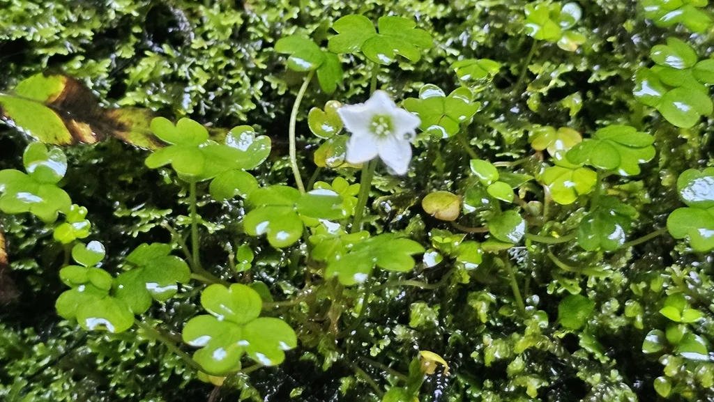 Oxalis Magellanica