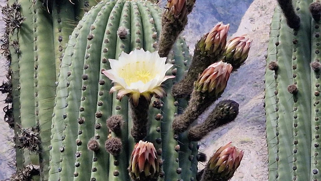 Echinopsis Terscheckii