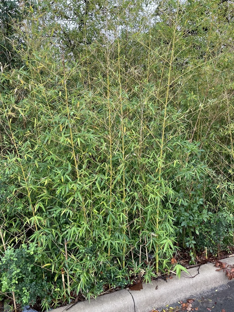 Phyllostachys Aurea