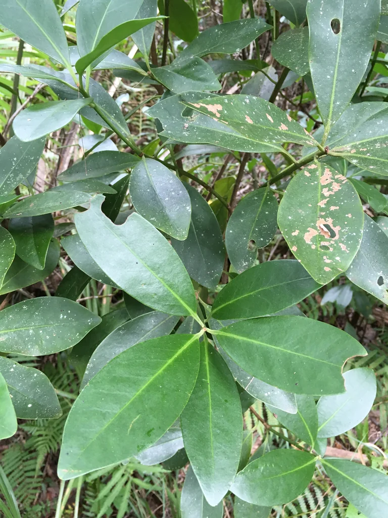 Illicium Parviflorum