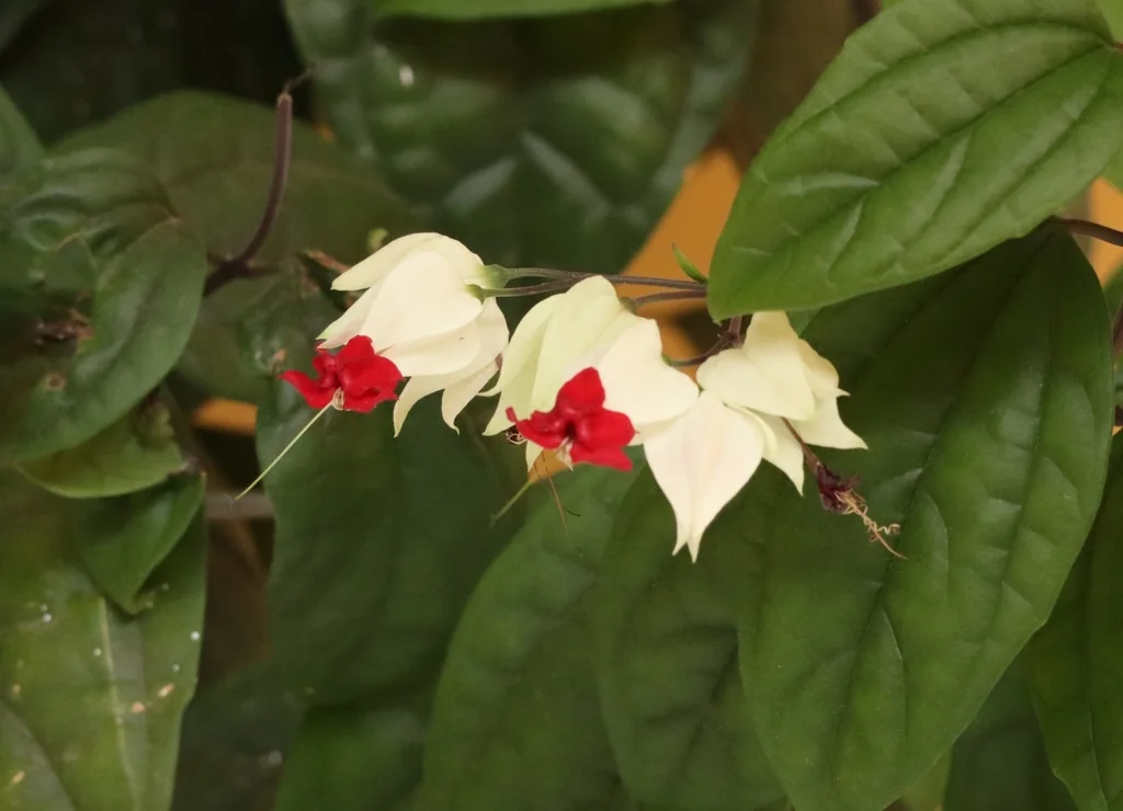 Clerodendrum Thomsoniae