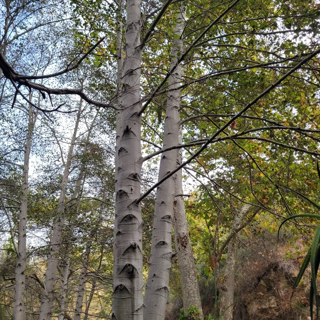 Alnus Rhombifolia