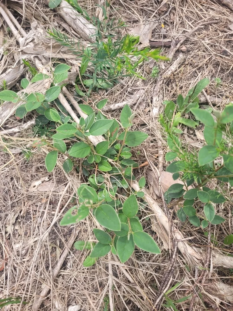 Cotoneaster Glaucophyllus