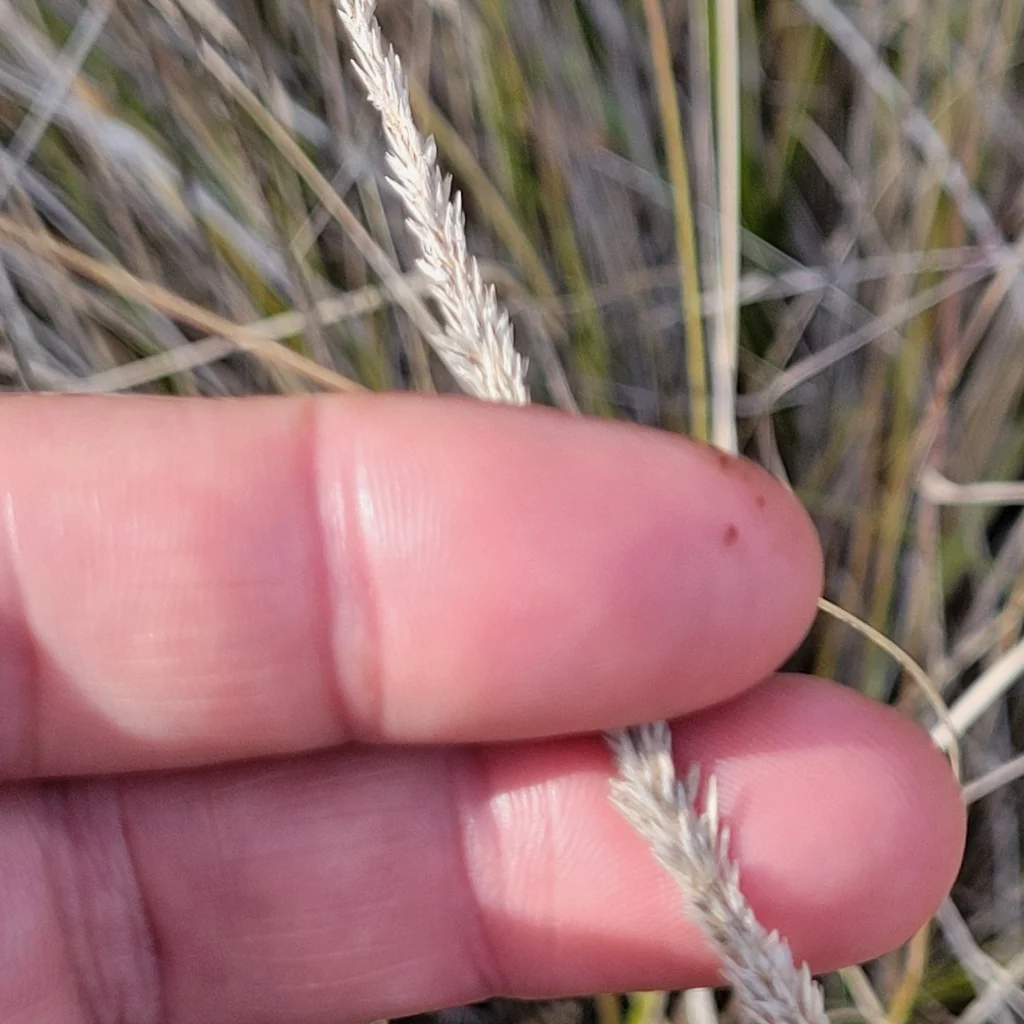 Muhlenbergia Rigens