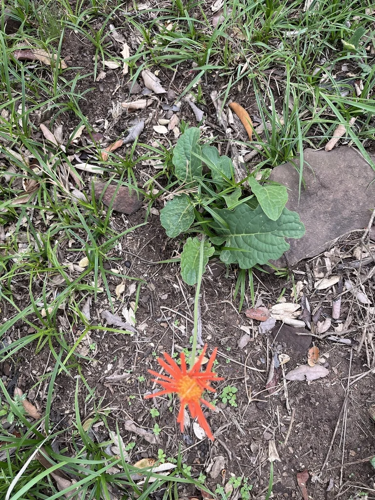 Gerbera Jamesonii