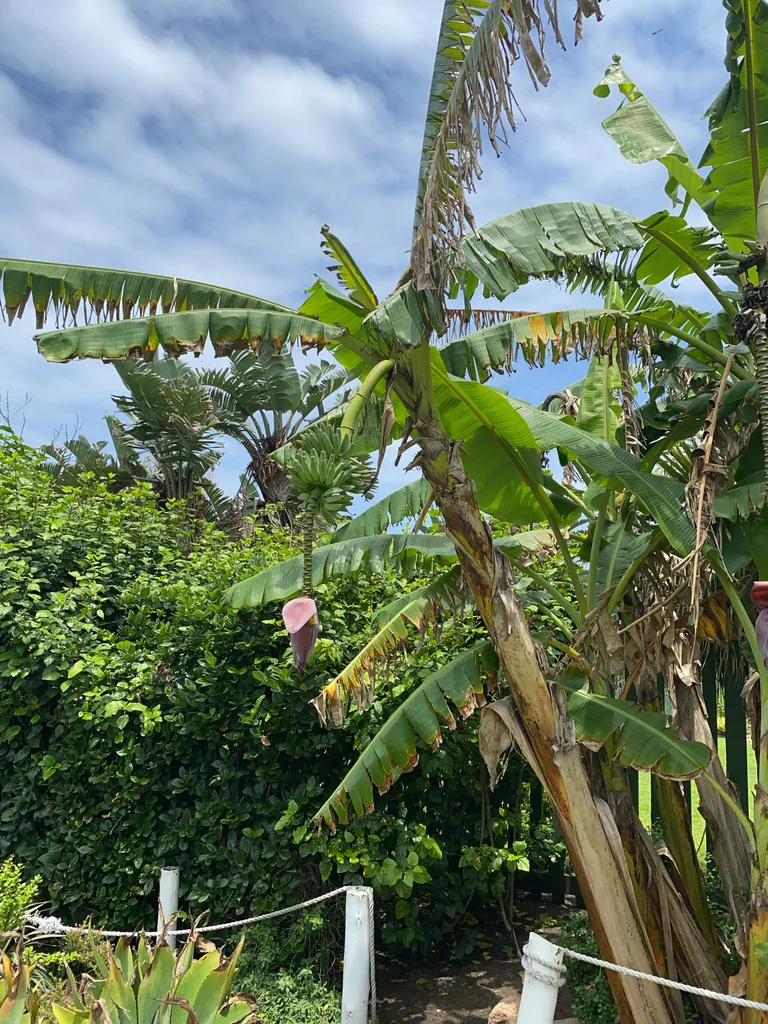 Musa X Paradisiaca
