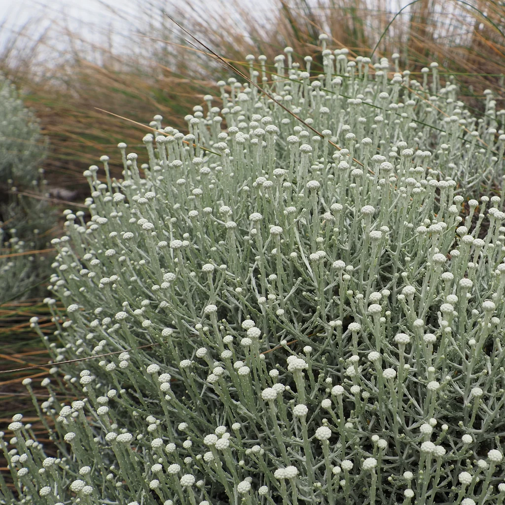 Calocephalus Brownii