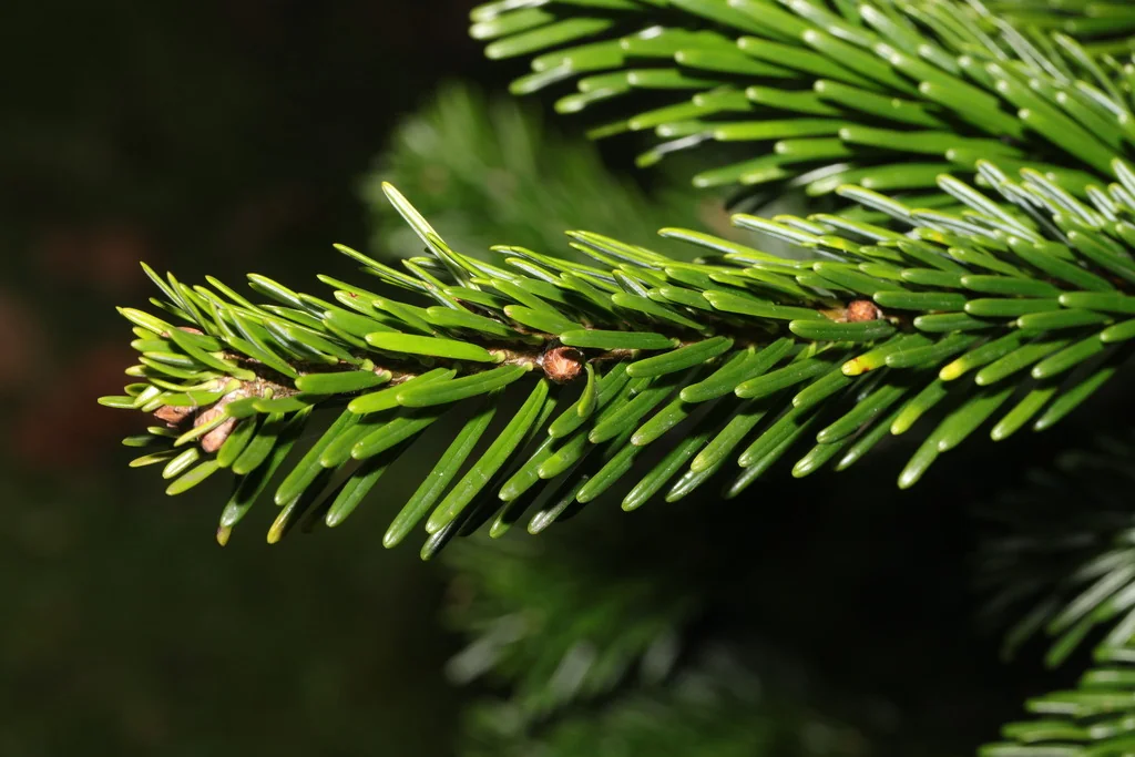 Abies Nordmanniana