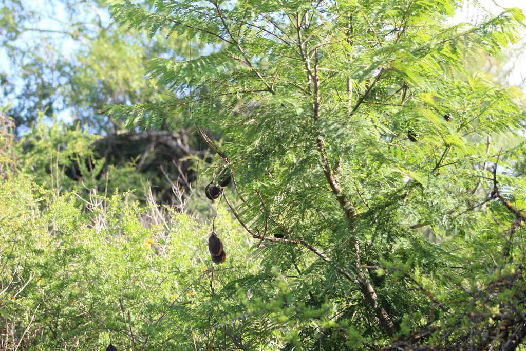 Jacaranda Mimosifolia