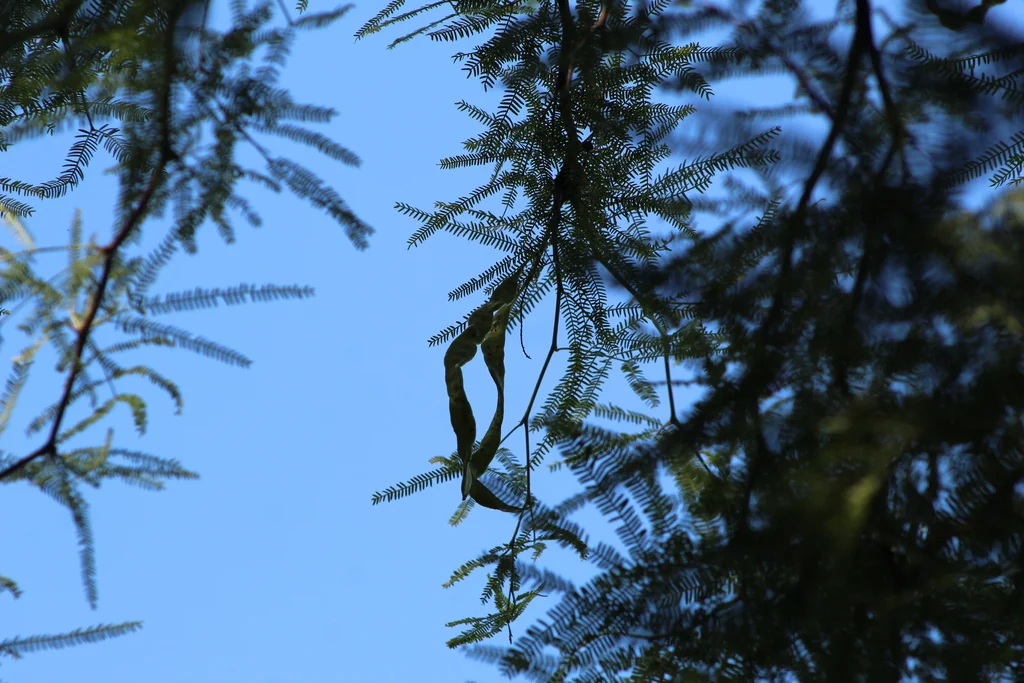 Prosopis Alba