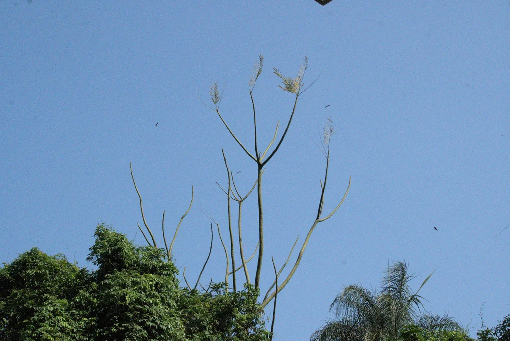 Schizolobium Parahyba
