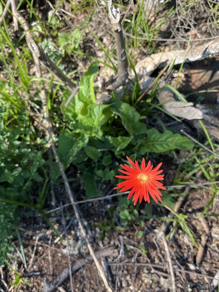 Gerbera Jamesonii
