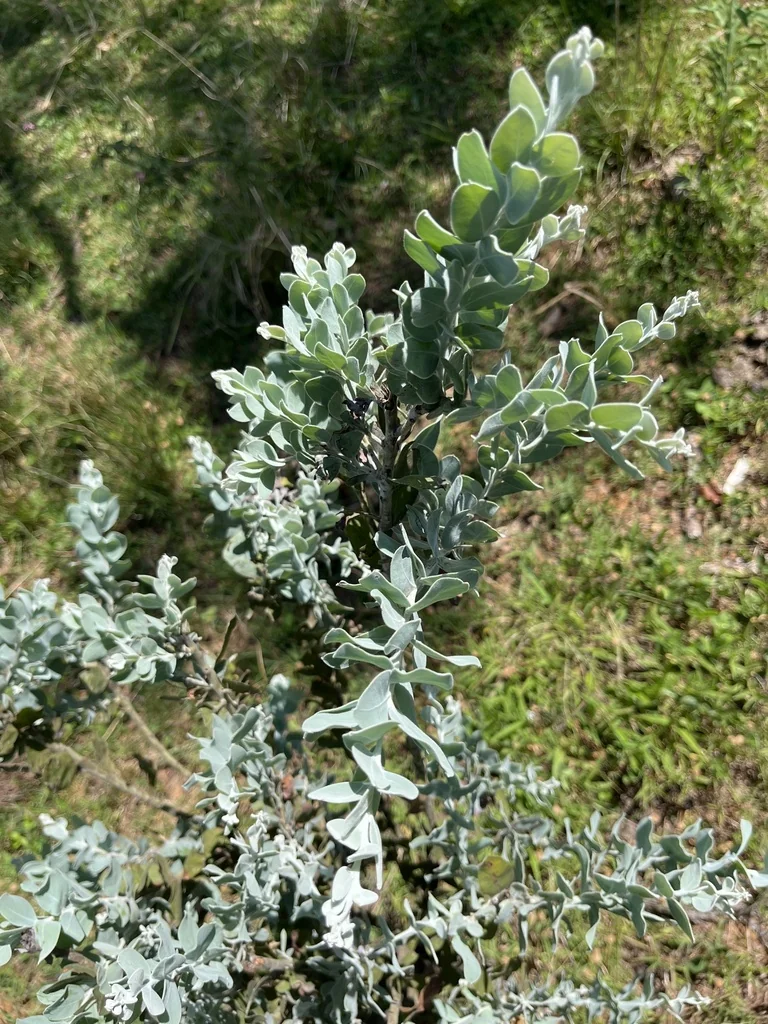 Acacia Podalyriifolia