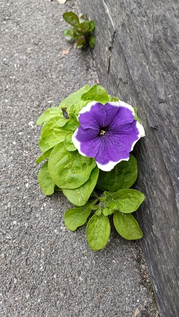 Petunia X Hybrida