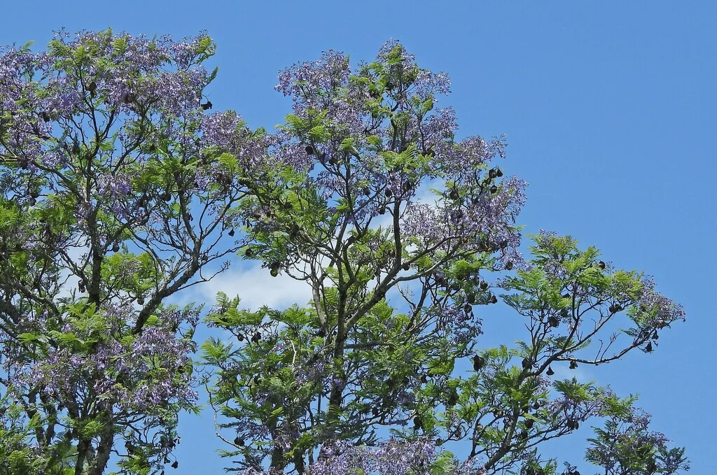 Jacaranda Mimosifolia